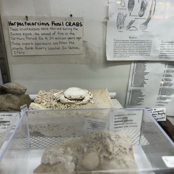 Moab Rock Shop - Fossilized crabs! - Hobby Shops Near Me - Moab, Utah