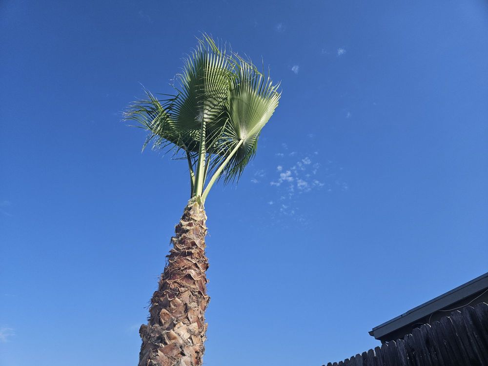 Alex Tree Service - tree service in San Diego, CA