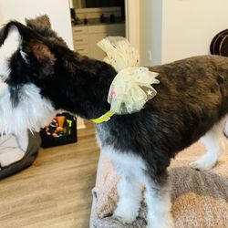 A Barking Boutique
