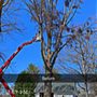 High Point Tree & Fence