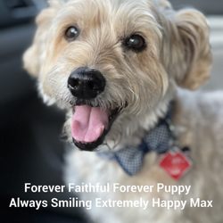Pals for Pups - Max loved Pals for Pups too!!!