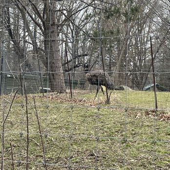 Franklin Park Zoo - Unkempt emu - Zoos Near Me - Boston, Massachusetts Franklin Park Zoo - Unkempt emu - Zoos Near Me - Boston, Massachusetts