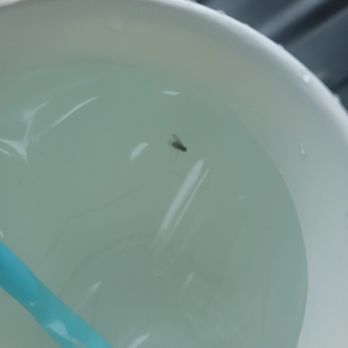 Kona Kitchen - Seattle - A bug was in my drink and not to mention the soda had no syrup in it. Never going back again. - Hawaiian Near Me - Seattle, Washington