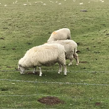 Stonehenge - Sheep - Landmarks & Historical Buildings Near Me - Amesbury, WIL