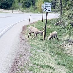 Saw these on the road outside Red River