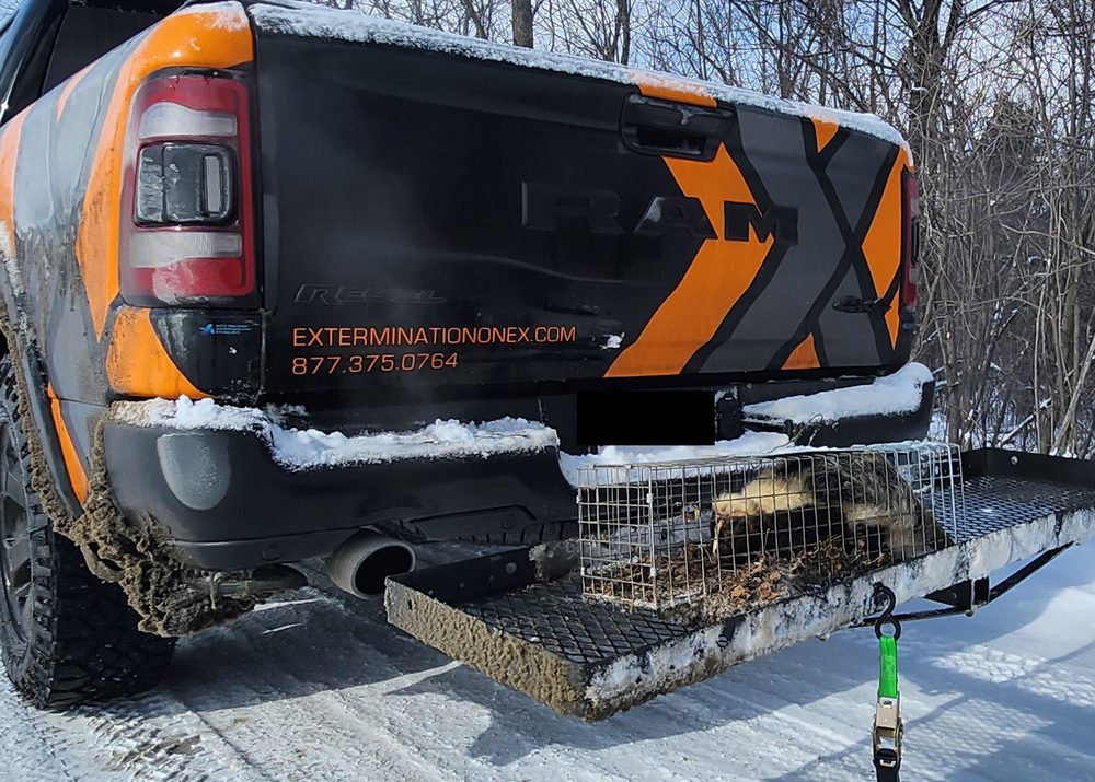 EXTERMINATION ONEX GRANBY Updated July 2024 16 Photos 22 Rue