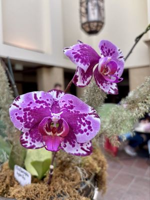 Lauritzen Gardens by null