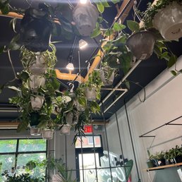 Hanging plants- all plants in the cafe are for sale Hanging plants- all plants in the cafe are for sale