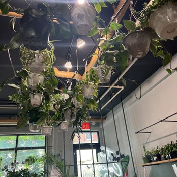 The Concrete Jungle - Hanging plants- all plants in the cafe are for sale - Coffee & Tea Near Me - Brooklyn, New York The Concrete Jungle - Hanging plants- all plants in the cafe are for sale - Coffee & Tea Near Me - Brooklyn, New York