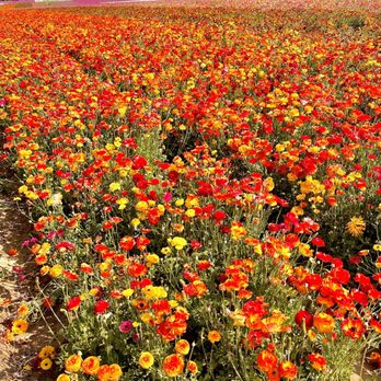 The Flower Fields - Venues & Event Spaces Near Me - Carlsbad, California The Flower Fields - Venues & Event Spaces Near Me - Carlsbad, California