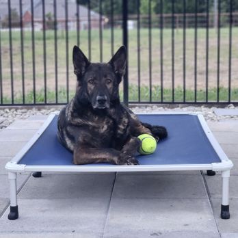 Ears Up K9 Training - Pet Training Near Me - Anna, Texas Ears Up K9 Training - Pet Training Near Me - Anna, Texas