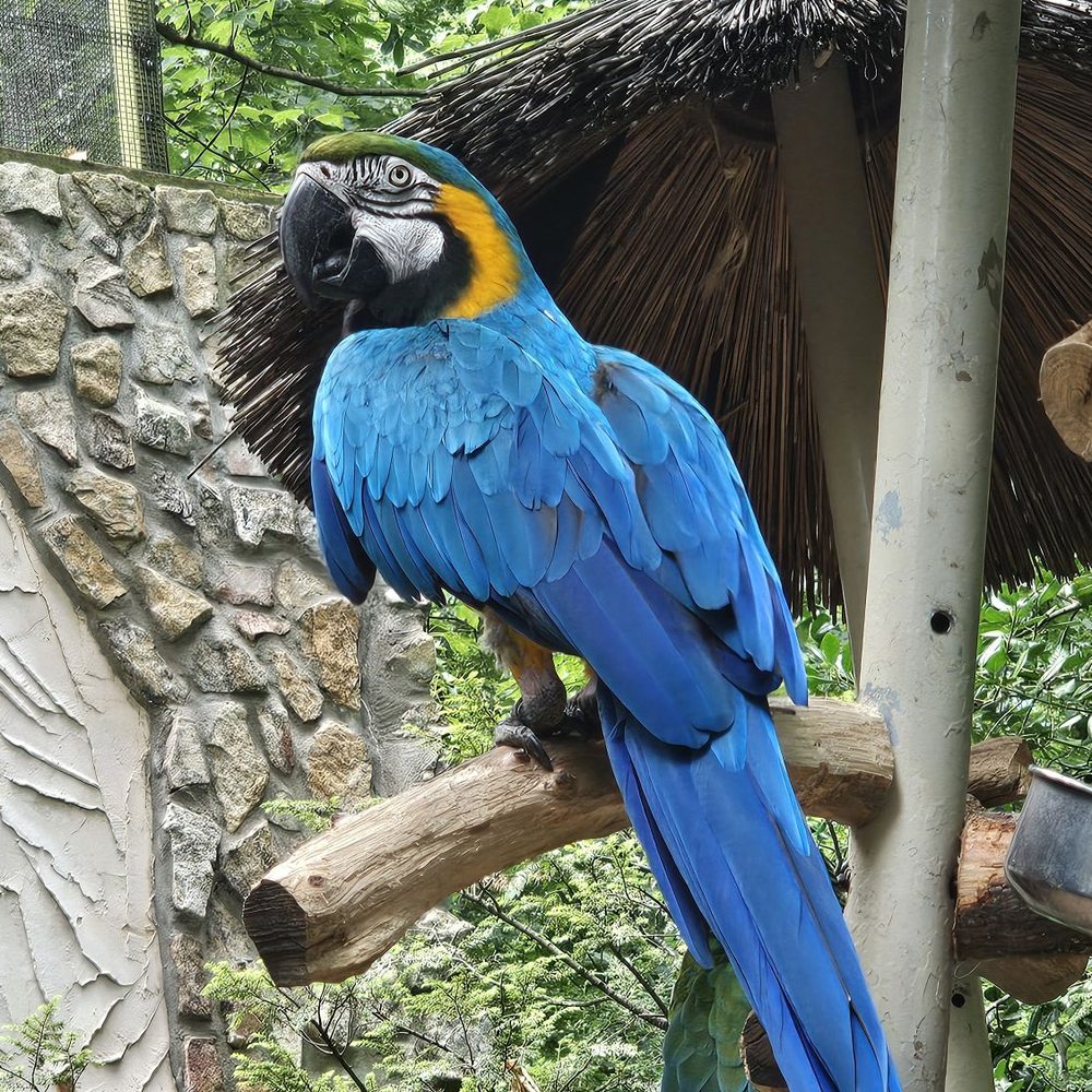 Parrot Mountain & Gardens - Bird - Parks Near Me - Pigeon Forge, Tennessee Parrot Mountain & Gardens - Bird - Parks Near Me - Pigeon Forge, Tennessee
