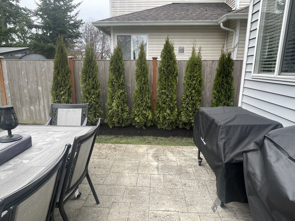 NW TREE FARM Updated September 2024 Orting, Washington Christmas