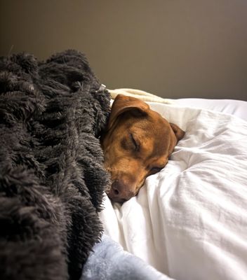 Lucky Dog Animal Rescue by null