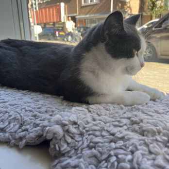 Kattencafé Kopjes - Cute boy - Cafes Near Me - Amsterdam, New Hampshire