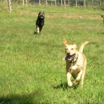 Dog Works Ranch - Pet Sitting Near Me - Monroe, Washington Dog Works Ranch - Pet Sitting Near Me - Monroe, Washington