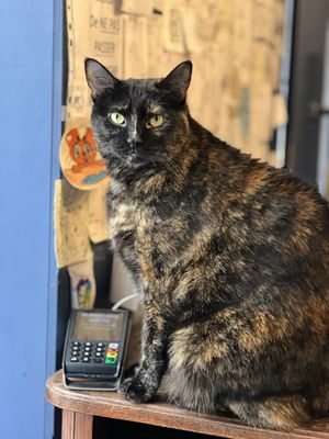 Le Café des Chats by null