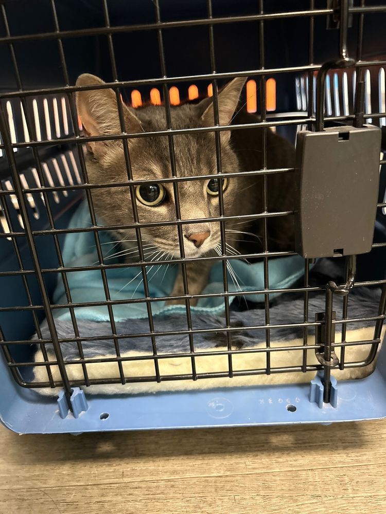 OPTIONS VETERINARY CARE 14 Photos & 26 Reviews 4690 Longley Ln