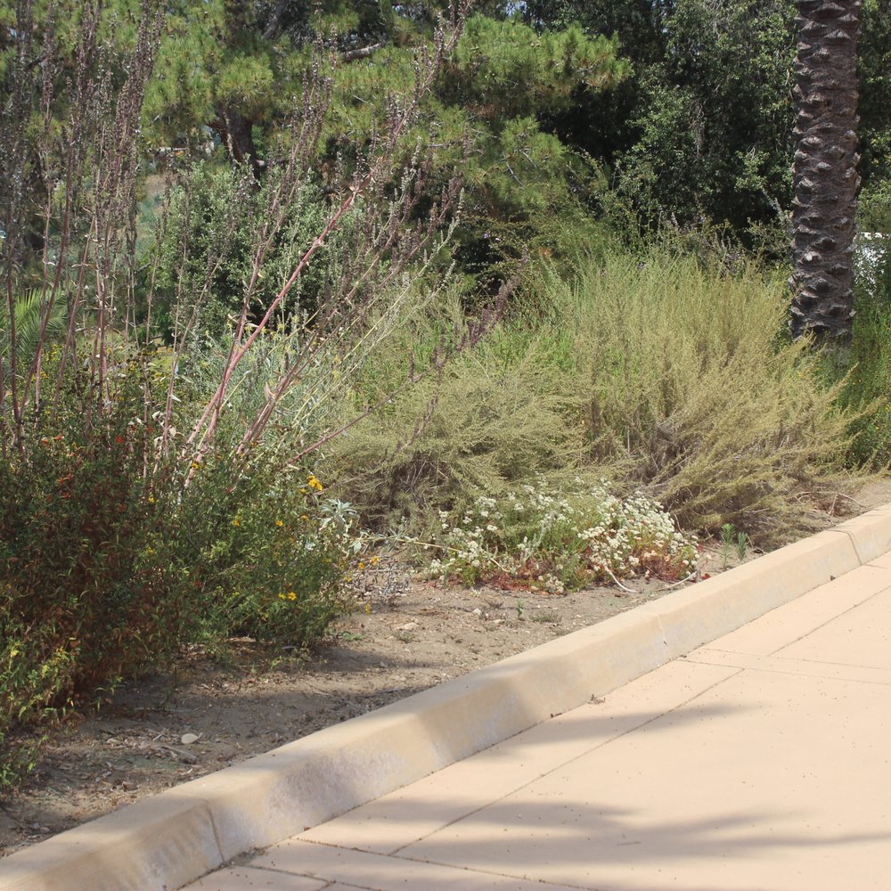 THE BEST 10 NURSERIES & GARDENING near CALZ. GUSTAVO VILDÓSOLA ALMADA,  MEXICALI, BAJA CALIFORNIA, MEXICO - Updated 2026 - Hours - Yelp