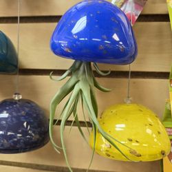 House of Flowers York - Air plant hangers
