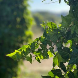 Menghini Winery - Greenery along the back patio.