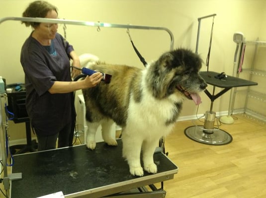 SHAGGY CHIC DOG GROOMING - 16 S Market St, Mechanicsburg, Pennsylvania - Pet Groomers - Phone