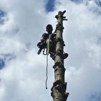 Fisher Tree Service - Tree Services Near Me - Evansville, Indiana Fisher Tree Service - Tree Services Near Me - Evansville, Indiana