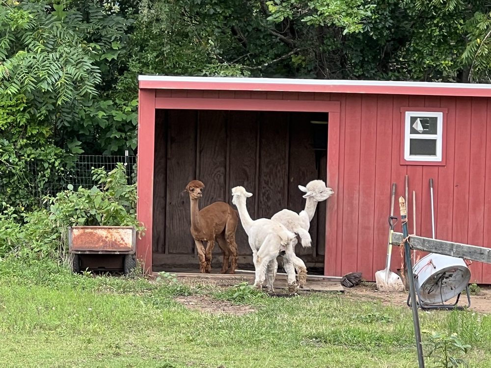 RED CLOVER FARMS 174 S Benham Rd, Seymour, Connecticut Farms