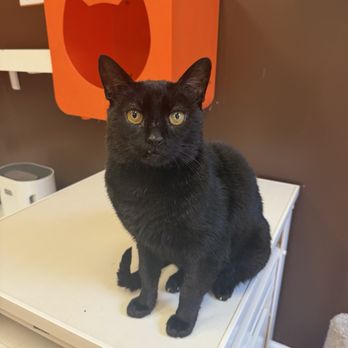 Mew Haven Cat Cafe - Pet Adoption Near Me - New Haven, Connecticut
