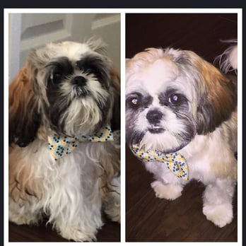 Petco - Bs! My dog was not full of hair knots. - Pet Stores Near Me - Porter Ranch, California Petco - Bs! My dog was not full of hair knots. - Pet Stores Near Me - Porter Ranch, California