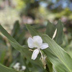 Liliuokalani Botanical Garden