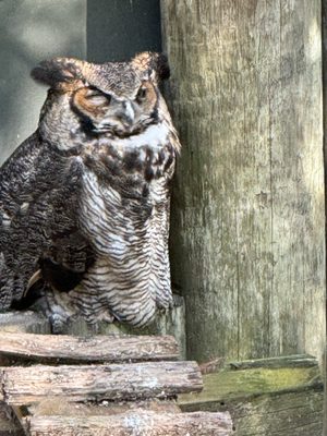 Ellie Schiller Homosassa Springs Wildlife State Park by null