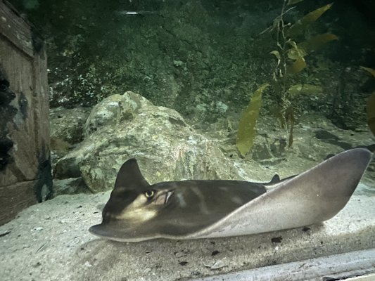 SEA LIFE Kelly Tarlton's Aquarium by null