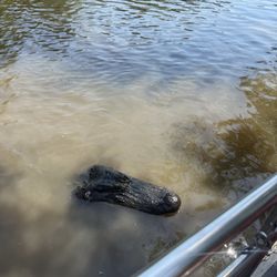 Rajun Cajun Swamp Tours
