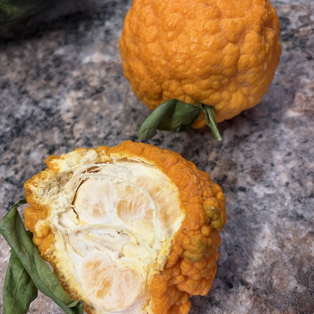Sample of the oranges Sample of the oranges