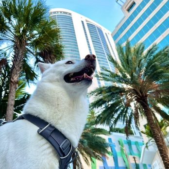 Paws'N Whiskers - Dog Walkers Near Me - Fort Lauderdale, Florida Paws'N Whiskers - Dog Walkers Near Me - Fort Lauderdale, Florida