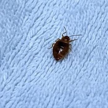 Buckeye Bug Services - Bed Bugs Zanesville Ohio - Pest Control Near Me - Thornville, Ohio Buckeye Bug Services - Bed Bugs Zanesville Ohio - Pest Control Near Me - Thornville, Ohio