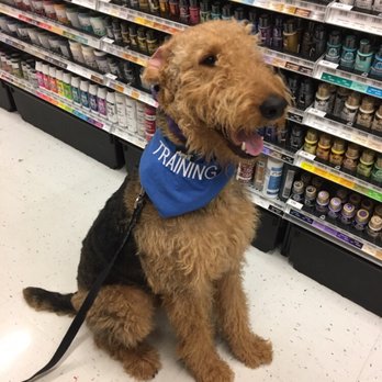 The Upbeat K9 - Distraction Training at local pet friendly stores! - Pet Training Near Me