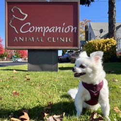 Companion Animal Clinic - My oldest Dog Bear after his check up. All smiles