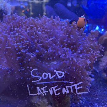 Saltwater Paradise - Aquariums Near Me - Irving, Texas Saltwater Paradise - Aquariums Near Me - Irving, Texas
