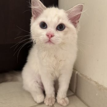 Doramiragdoll Cattery - Pet Breeders Near Me Doramiragdoll Cattery - Pet Breeders Near Me