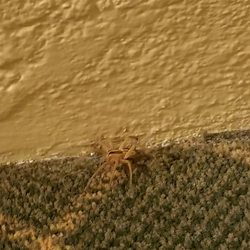 Days Inn Sonora Devils River - Wolf spider in room