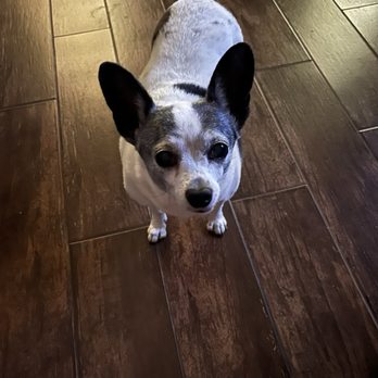 Groomology - Pet with trimmed nails - Pet Groomers Near Me - El Paso, Texas Groomology - Pet with trimmed nails - Pet Groomers Near Me - El Paso, Texas