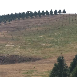 Beavers Christmas Tree Farm