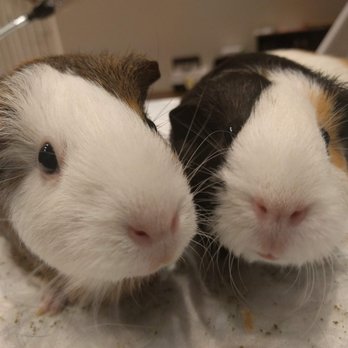 De Anza Veterinary Clinic - Peach (left) and Caroline (right) - Veterinarians Near Me - Cupertino, California