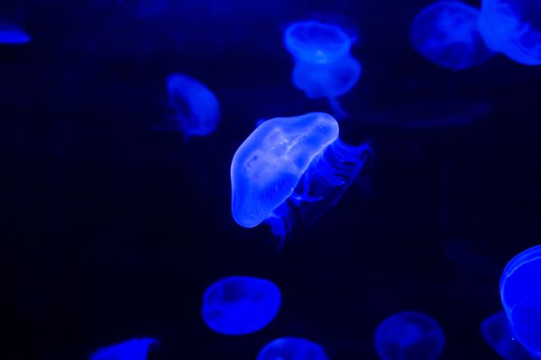 AQWA The Aquarium Of Western Australia by null