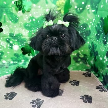 Spoiled Pup - Pet Groomers Near Me - Las Vegas, Nevada Spoiled Pup - Pet Groomers Near Me - Las Vegas, Nevada