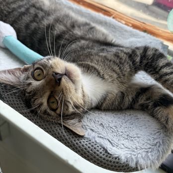 Whiskerwood Haven - Animal Shelters Near Me - San Francisco, California