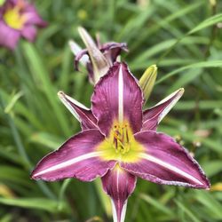Jungle Paradise Daylilies
