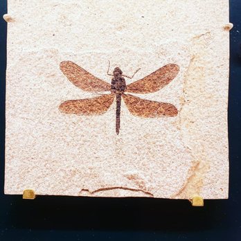 Field Museum - Museums Near Me - Chicago, Illinois Field Museum - Museums Near Me - Chicago, Illinois